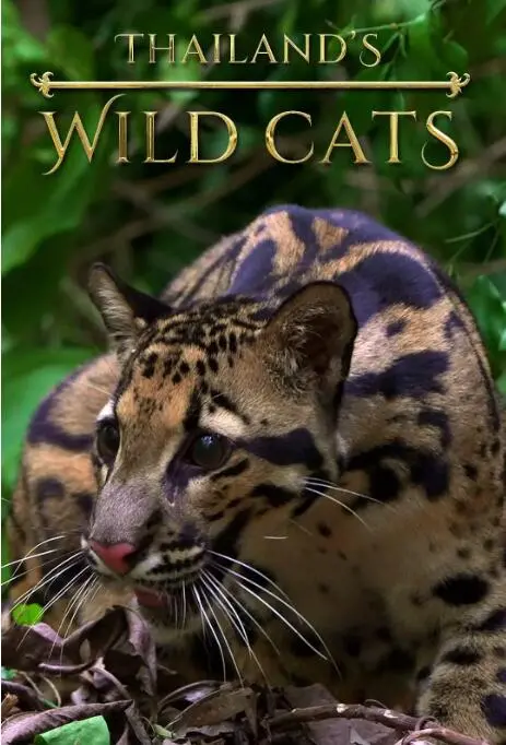 潜伏的王者：《泰国野生猫科》镜头下的隐秘世界，一场关于生存与美丽的史诗